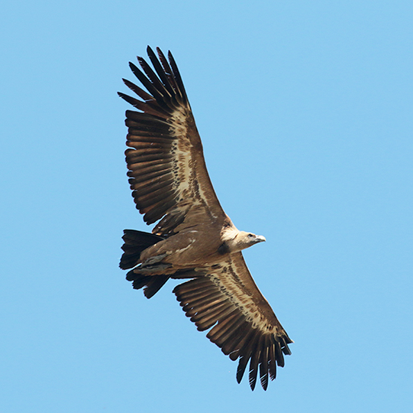 Vale gier - Extremadura